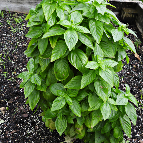 A lush basil plant with vibrant green, oval-shaped leaves growing densely in dark soil.