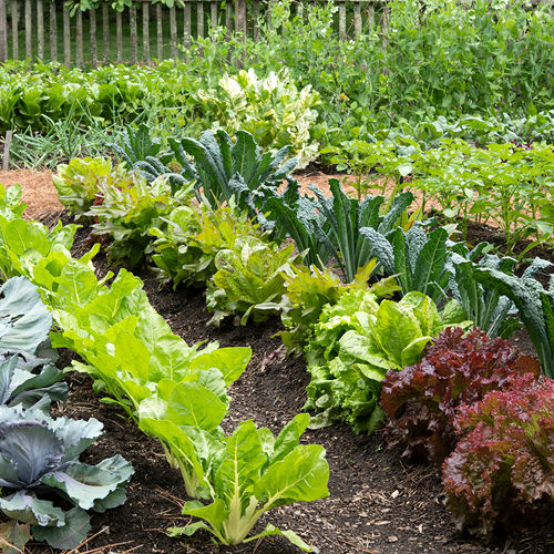 A vegetable garden with rows of lettuce, kale, and other leafy greens growing in rich soil.