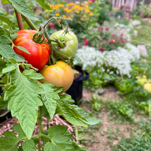 A cluster of ripe and unripe tomatoes on a vine in a garden with colorful flowers and greenery in the background.