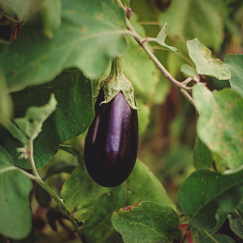 A ripe, dark purple eggplant hanging from a vine surrounded by green leaves.